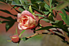 fruehling