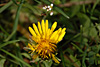 fruehling