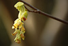 fruehling