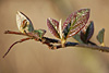 fruehling
