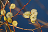 fruehling