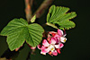 fruehling