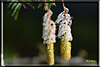 fruehling