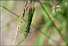 fruehling