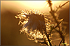 fruehling