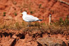 helgoland