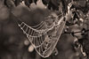 herbst 2