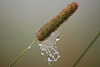 herbst 2