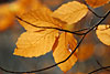 herbst 2