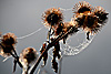 herbst 2