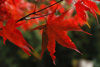 herbst 2