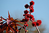herbst 2