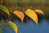 herbst 2