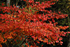 herbst 2