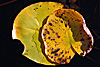 herbst 2
