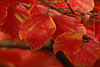 herbst 2