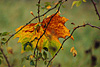 herbst 2
