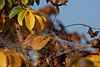 herbst 2