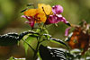 herbst 2
