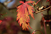 herbst 2