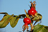 herbst 2