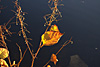 herbst 2