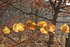 herbst