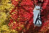 herbst