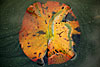 herbst