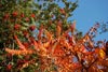 herbst
