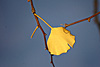 herbst