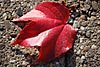 herbst
