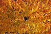 herbst