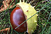 herbst