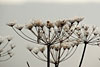 herbst