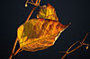herbst