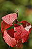 herbst