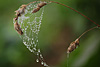 herbst