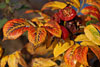 herbst