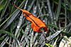 herbst