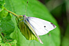 makro