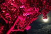 mond
