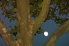 mond