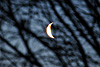 mond