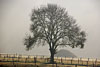 nebel