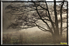 nebel