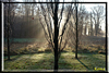 nebel