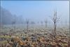 nebel