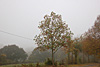 nebel