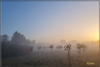 nebel